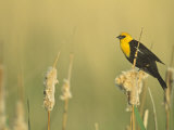 Male Yellow-Headed Blackbird  Xanthocephalus Xanthocephalus  in Cattails  Typha  North America