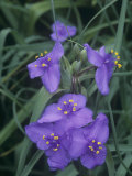 Spiderwort (Tradescantia Bracteata)  North America
