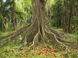 Buttress Roots of the Silk Cotton Tree  Ceiba Pentandra  Which Can Grow to over 60 Meters High