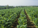 Tobacco Crop  Nicotiana Tabacum  Bluegrass Region of Central Kentucky  USA