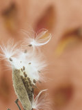 Milkweed Seed Pod Opening with Seeds Being Released (Asclepias)  North America