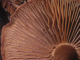 Close-Up of Mushroom Gills  Phaeocollybia Californica  California  USA