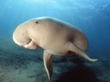 Dugong (Dugong Dugon)  Indonesia