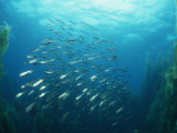Mackerel School in a Kelp Forest (Trachurus Symmetricus) San Clemente Island  California  USA