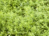 Our Lady's Bedstraw