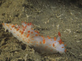 Clown Nudibranch  Triopha Catalinae  Alaska to Baja California  Usa  Pacific Ocean