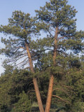 Ponderosa Pines  Pinus Ponderosa  Western North America