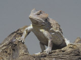 Short-Horned Lizard  Phrynosoma Douglassi  Arizona  USA