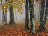 Autumn View of the Foggy Forest Floor and Lichen-Covered Tree Trunks  Eastern USA
