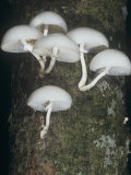 Mushrooms Growing on a Tree  Oudemansiella Mucida  Basidiomycetes  North America