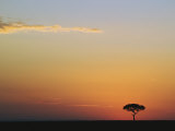 Accasia Tree Silhouetted at Sunrise  Masai Mara Game Reserve  Kenya