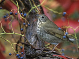 Gray-Cheeked Thrush in Virginia Creeper in the Fall (Catharus Minimus) Eastern USA