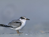 Least Tern in Juvenile Plumage  Sterna Antillarum  USA