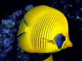 Blue-Cheeked Butterflyfish (Chaetodon Semilarvatus)  Red Sea