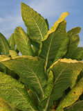 Tobacco Plant Ready for Harvest (Nicotiana Tabacum)  Tennessee  USA