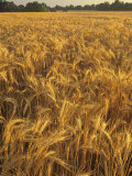 Wheat Crop Ready for Harvest  Triticum Aestivum  Kentucky  USA