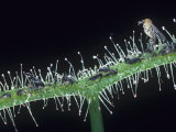 Sundew  Drosera Binata  with a Trapped Mosquito and Gnats