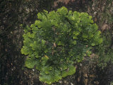 Foliose Lichen  Lobaria Pulmonaria  Alaska  USA