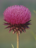 Canada Thistle Flower  Cirsium Arvense  North America