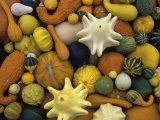 Decorative Gourd Harvest