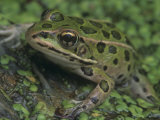 Northern Leopard Frog (Rana Pipiens)  North America