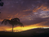Tree Fern Silhouette at Twilight  Costa Rica