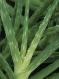 Aloe Vera Leaves