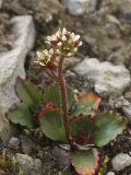 Alpine or Arctic Saxifrage  Saxifraga Nivalis  Somerset Island  Nunavut  Canada