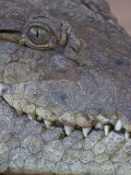 African or Nile Crocodile Head Details  Crocodylus Niloticus  Kenya  East Africa