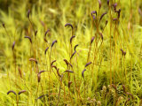 Moss (Dicranum) Green Gametophytes with Brown Stalks and Capsules of the Sporophytes  Oregon  USA