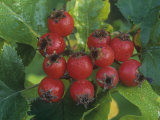 Hawthorn Fruits  Crataegus  North America