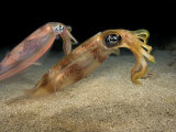 Reef Squids (Sepioteuthis Lessoniana)  Hawaii  USA