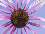 Eastern Purple Coneflower