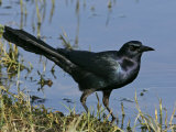 Boat-Tailed Grackle  Quiscalus Major  Eastern USA