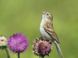 Field Sparrow (Spizella Pusilla) Singing on a Thistle Flower (Cirsium)  North America
