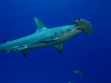 Great Hammerhead Shark (Sphyrna Mokarran)  Bahamas
