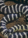 California King Snake Banded Color Phase  Lampropeltis Getulus  California  USA