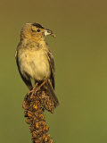 A Bobolink  Dolichonyx Oryzivorus  with a Caterpillar in its Bill  North America