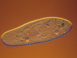 Living Paramecium Multimicronucleatum Ciliate Protozoan with Contractile Vacuoles