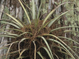 Bromeliad Epiphytic Air Plant  Bromelie  Corkscrew Swamp South Florida  USA