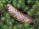 Norway Spruce Cone on the Mossy Forest Floor  Picea Abies