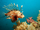 Lionfish or Turkeyfish (Pterois Volitans)  Indian Ocean  Andaman Sea