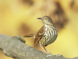 Brown Thrasher (Toxostoma Rufum)  North America