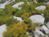 Green Ephedra  Ephedra Viridis   California  USA