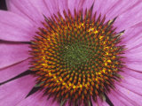 Close-Up of Purple Coneflower Ray and Disk Flowers (Echinacea Purpurea)  Eastern USA