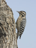 Ladder-Backed Woodpecker Female on an Oak Branch (Picoides Scalaris)  Arizona  USA
