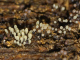 Sporangia of a Plasmodial Slime Mold Oregon  USA