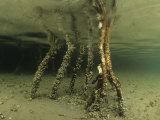 Roots of a Red Mangrove with Epiphytic Life (Rhizophora Mangle)