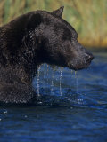 Brown Bear  Ursus Arctos  in Water Fishing for Migrating Salmon  Katmai National Park  Alaska  USA
