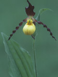 Yellow Lady's Slipper  Cypripedium Calceolus  Orchidaceae  North America